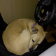 Illustration for article titled Doggo still not old enough to drive, even on a sim.